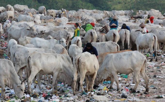 Potret Menyedihkan di Kawatuna Palu: Ribuan Sapi Dibiarkan Makan Sampah Karena Pakan Ternak Mahal