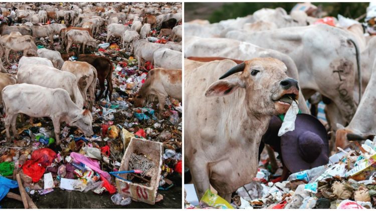 Potret Menyedihkan di Kawatuna Palu: Ribuan Sapi Dibiarkan Makan Sampah Karena Pakan Ternak Mahal