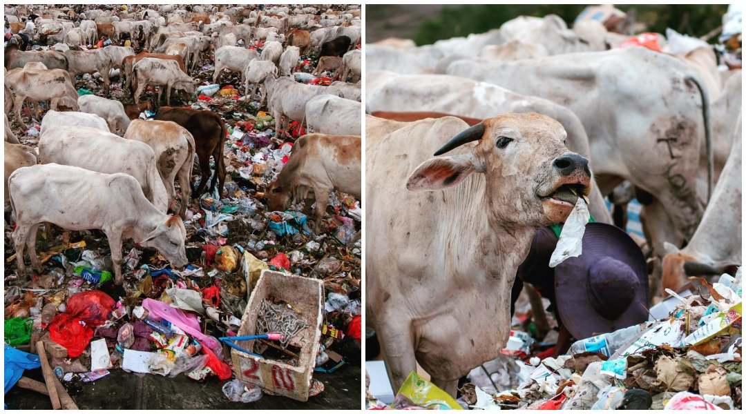 Potret Menyedihkan di Kawatuna Palu: Ribuan Sapi Dibiarkan Makan Sampah Karena Pakan Ternak Mahal