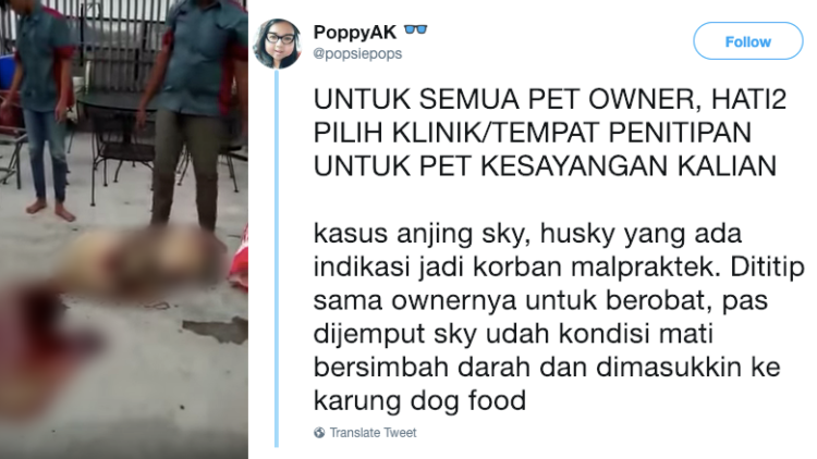 Anjing Mati Mengenaskan di Tangan Pet Shop. Pemilik Tanyakan Kenapa Anjingnya Sampai Berdarah-darah