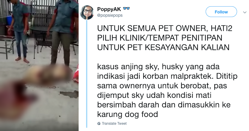 Anjing Mati Mengenaskan di Tangan Pet Shop. Pemilik Tanyakan Kenapa Anjingnya Sampai Berdarah-darah