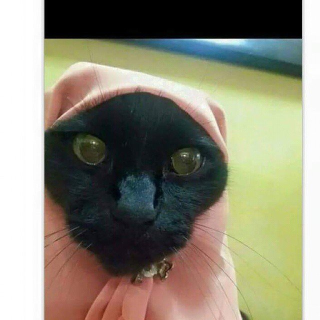 13 Kucing Berkerudung yang Nggak Kalah Imut Sama Hijabers Instagram. Duh, Anak Salihah Mau ke Mana sih?