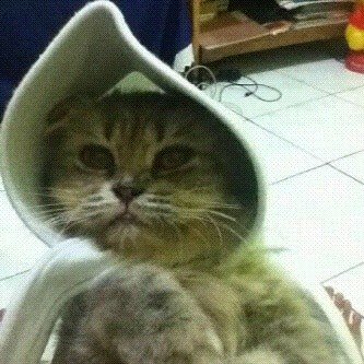 13 Kucing Berkerudung yang Nggak Kalah Imut Sama Hijabers Instagram. Duh, Anak Salihah Mau ke Mana sih?