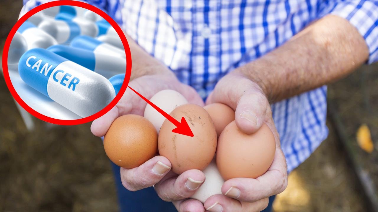 Telur Ayam yang Mengandung Obat AntiKanker, Ini 3 Hal yang Harus Kamu Tahu Soal Penemuan Gila Ini