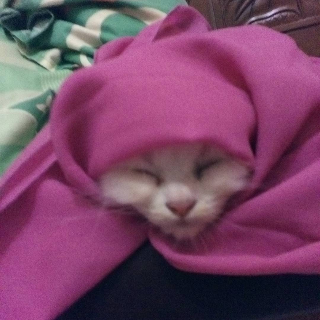 13 Kucing Berkerudung yang Nggak Kalah Imut Sama Hijabers Instagram. Duh, Anak Salihah Mau ke Mana sih?