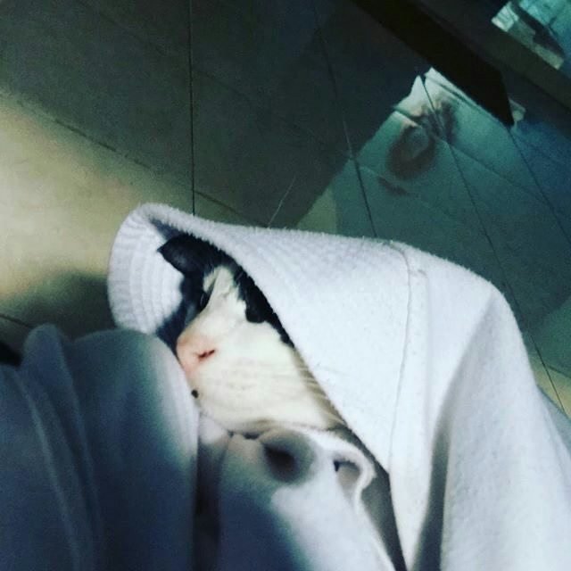 13 Kucing Berkerudung yang Nggak Kalah Imut Sama Hijabers Instagram. Duh, Anak Salihah Mau ke Mana sih?