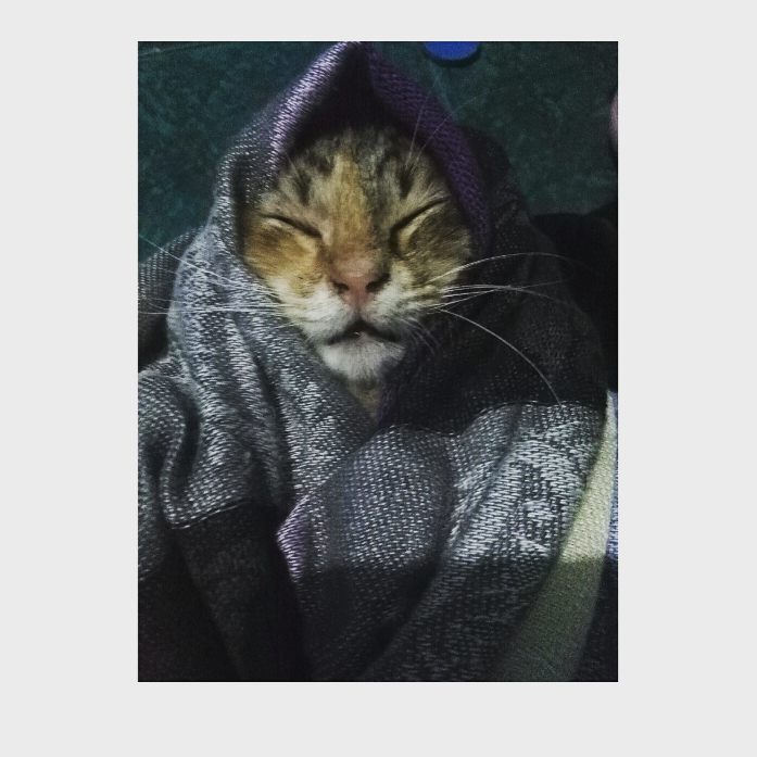 13 Kucing Berkerudung yang Nggak Kalah Imut Sama Hijabers Instagram. Duh, Anak Salihah Mau ke Mana sih?