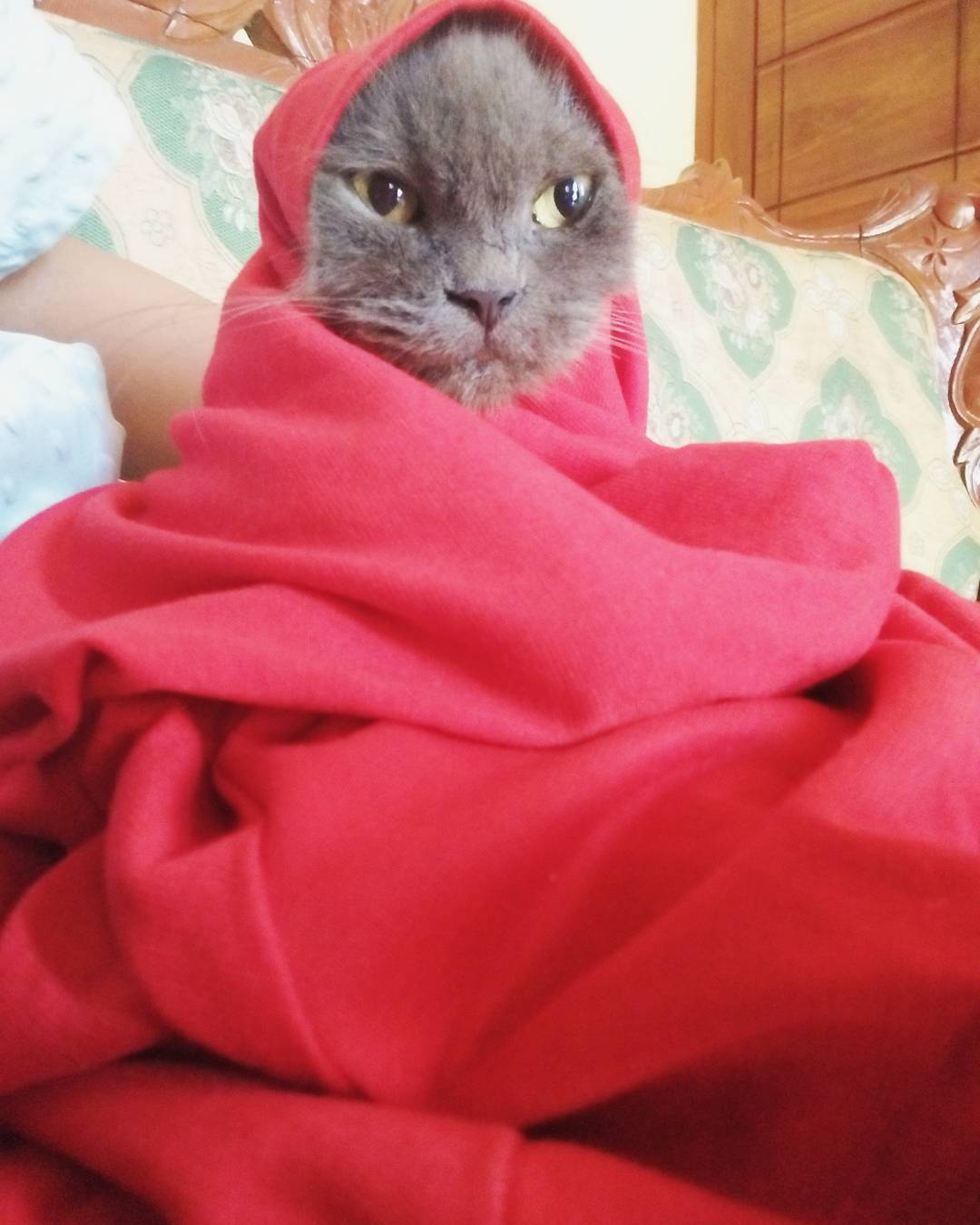 13 Kucing Berkerudung yang Nggak Kalah Imut Sama Hijabers Instagram. Duh, Anak Salihah Mau ke Mana sih?