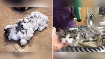 Akibat Suhu Dingin Ekstrem, Kucing Lucu di Amerika Membeku Tertutup Salju. Untung Bisa Selamat!