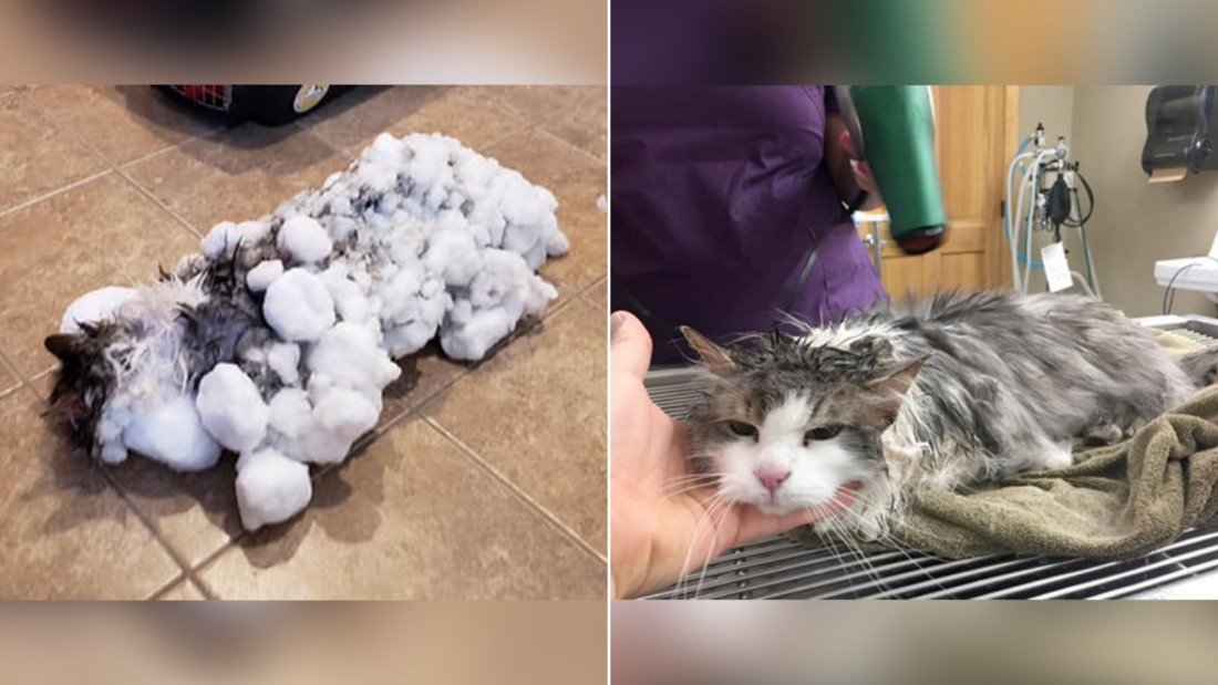 Akibat Suhu Dingin Ekstrem, Kucing Lucu di Amerika Membeku Tertutup Salju. Untung Bisa Selamat!