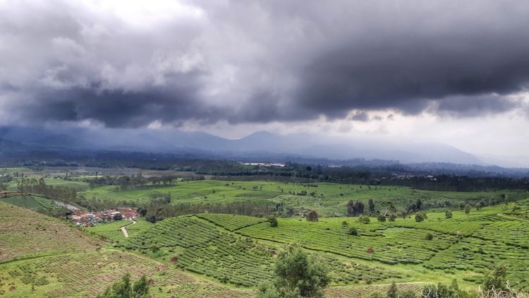 Pangalengan, Eksotisme Perkebunan Teh di Selatan Bandung