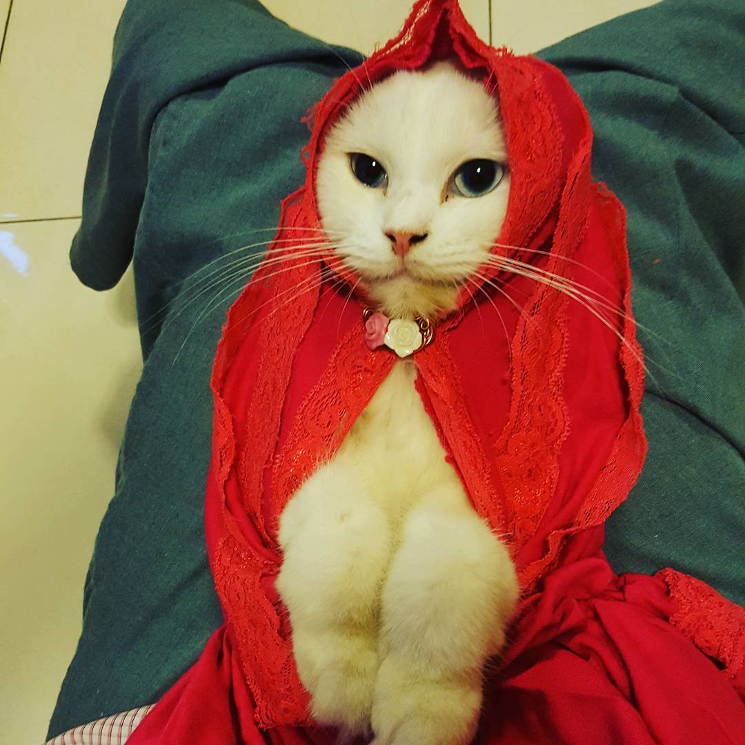 13 Kucing Berkerudung yang Nggak Kalah Imut Sama Hijabers Instagram. Duh, Anak Salihah Mau ke Mana sih?