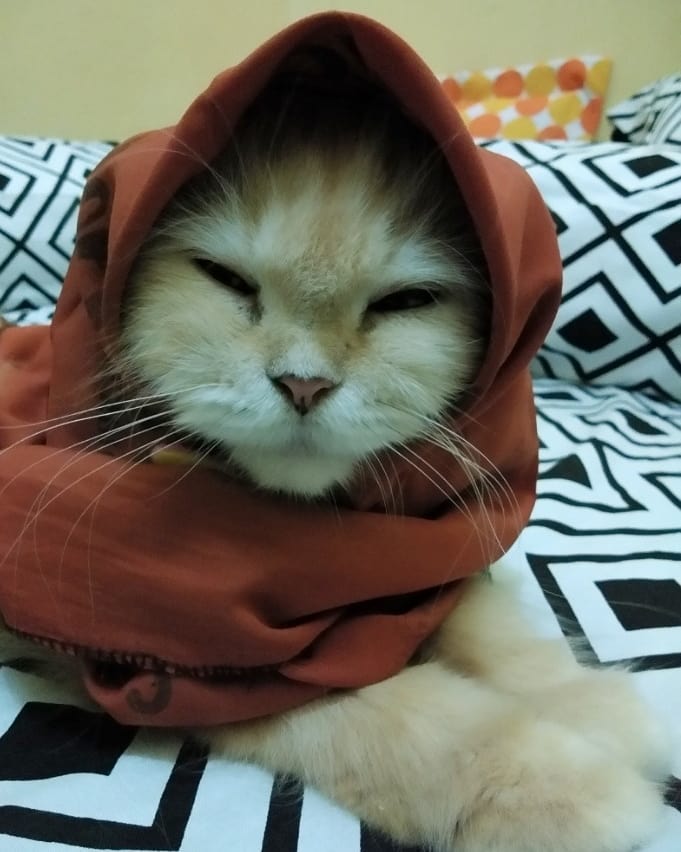 13 Kucing Berkerudung yang Nggak Kalah Imut Sama Hijabers Instagram. Duh, Anak Salihah Mau ke Mana sih?