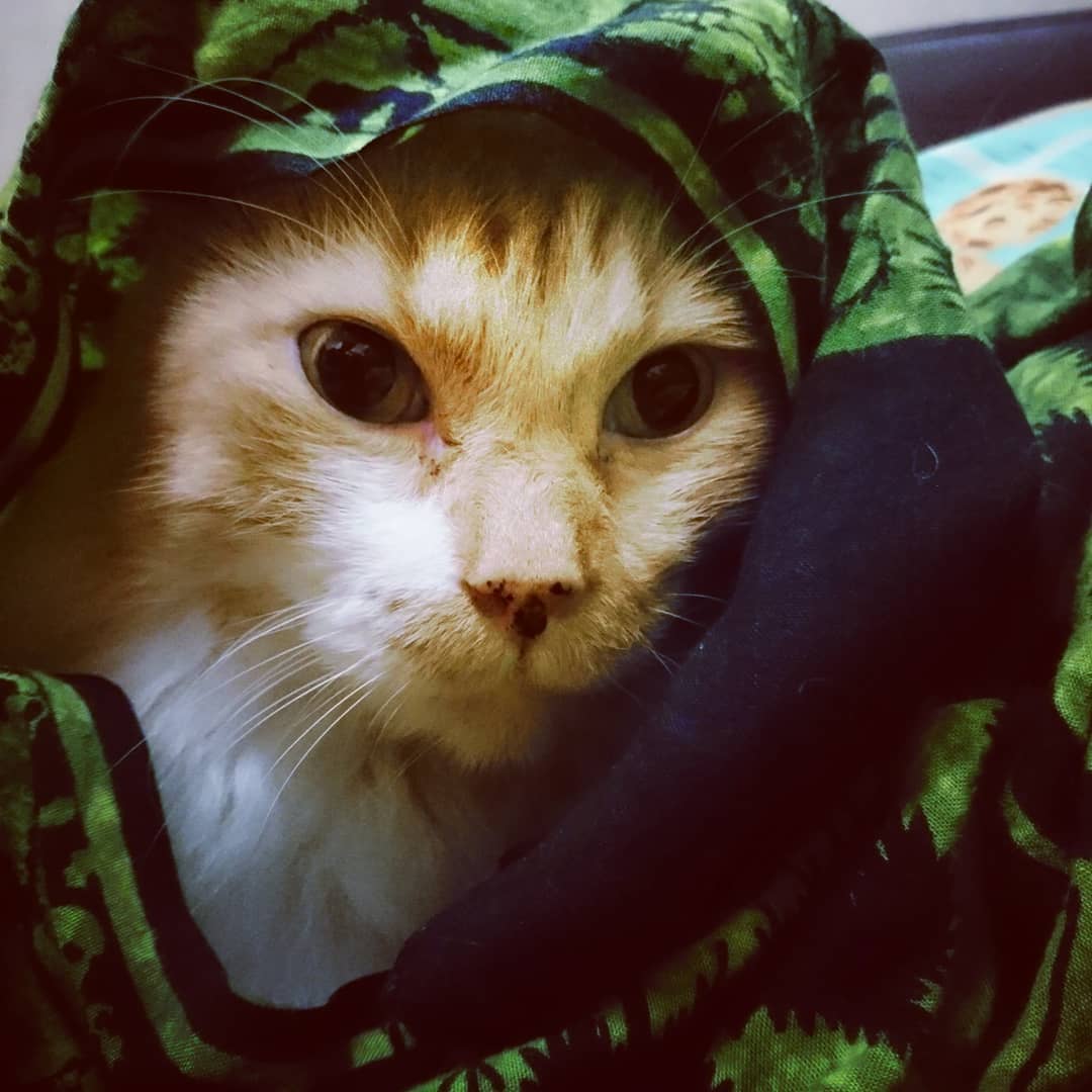 13 Kucing Berkerudung yang Nggak Kalah Imut Sama Hijabers Instagram. Duh, Anak Salihah Mau ke Mana sih?