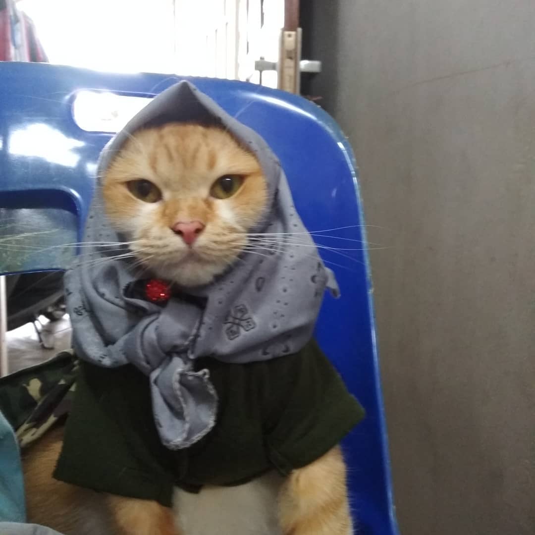 13 Kucing Berkerudung yang Nggak Kalah Imut Sama Hijabers Instagram. Duh, Anak Salihah Mau ke Mana sih?