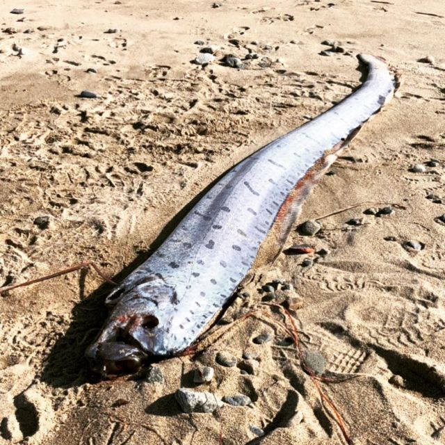 Ikan Raksasa dari Laut Dalam Tertangkap Nelayan, Banyak Orang Jepang Khawatir itu Pertanda Tsunami