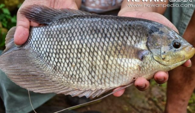 Salmon Lebih Bergengsi? Faktanya 8 Ikan Lokal Ini Gizinya Nggak Kalah Sama Ikan Luar Negeri