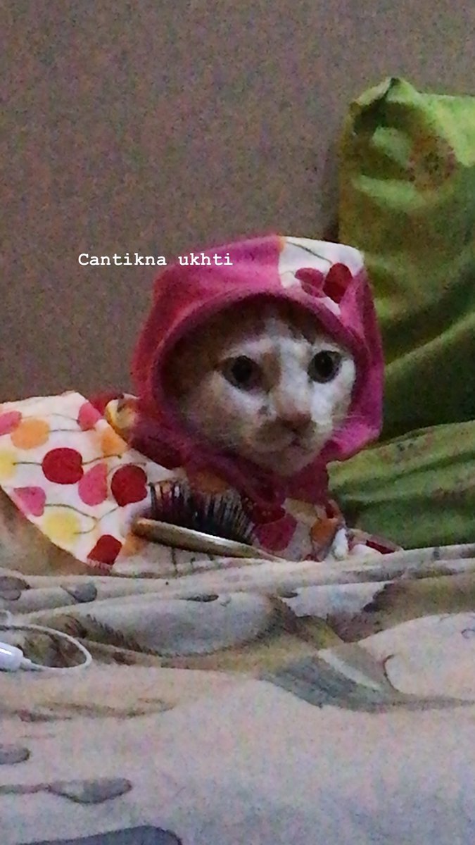 13 Kucing Berkerudung yang Nggak Kalah Imut Sama Hijabers Instagram. Duh, Anak Salihah Mau ke Mana sih?