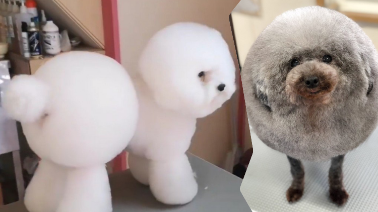 10 Hewan Lucu Berbentuk Bulat ini Lebih Mirip Boneka daripada Binatang deh. Gemes Banget!