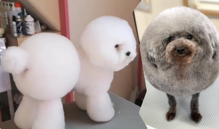 10 Hewan Lucu Berbentuk Bulat ini Lebih Mirip Boneka daripada Binatang deh. Gemes Banget!