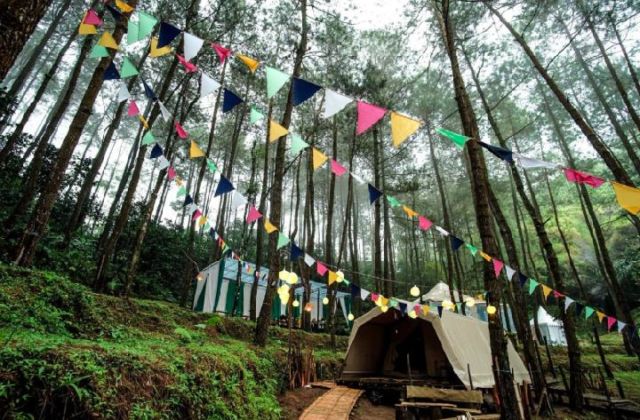 Glamping Hutan Pinus Purworejo Sudah Dibuka. Rasakan Kenikmatan Camping yang Naik Levelnya!