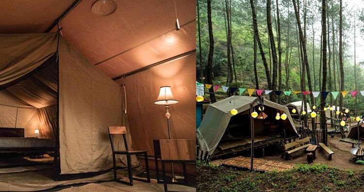 Glamping Hutan Pinus Purworejo Sudah Dibuka. Rasakan Kenikmatan Camping yang Naik Levelnya!