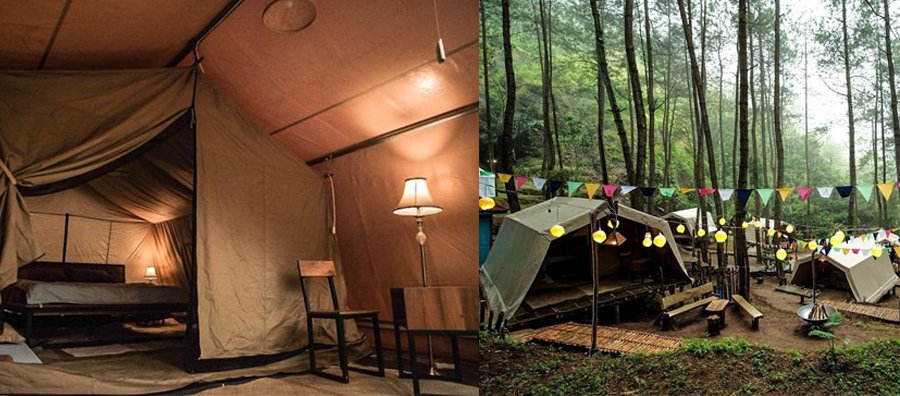 Glamping Hutan Pinus Purworejo Sudah Dibuka. Rasakan Kenikmatan Camping yang Naik Levelnya!