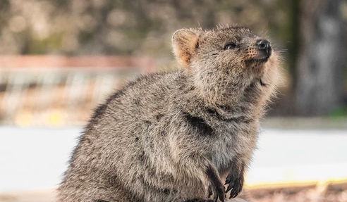 Siapa yang Belum Tahu Tentang Spesies Hewan Satu Ini? Mari Bertemu Quokka, Hewan Paling Bahagia di Dunia!