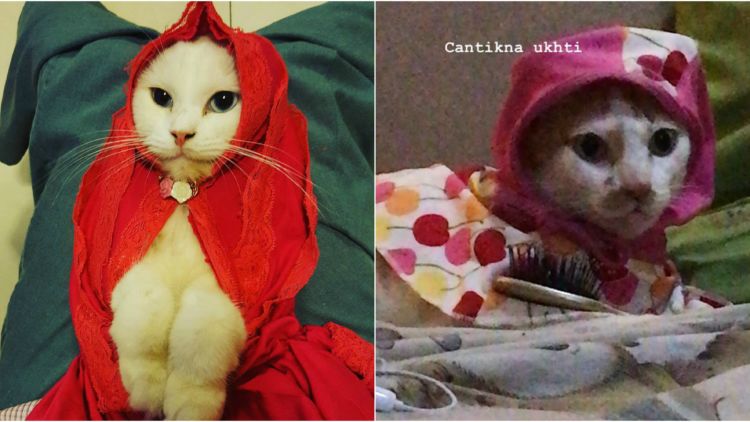 13 Kucing Berkerudung yang Nggak Kalah Imut Sama Hijabers Instagram. Duh, Anak Salihah Mau ke Mana sih?