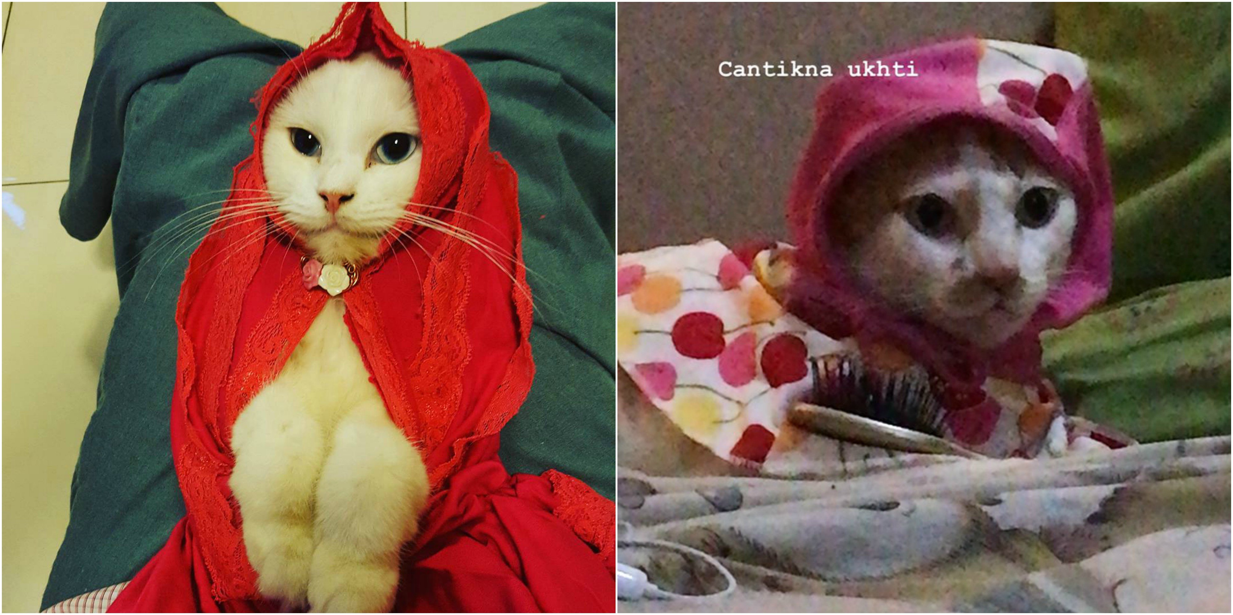 13 Kucing Berkerudung yang Nggak Kalah Imut Sama Hijabers Instagram. Duh, Anak Salihah Mau ke Mana sih?