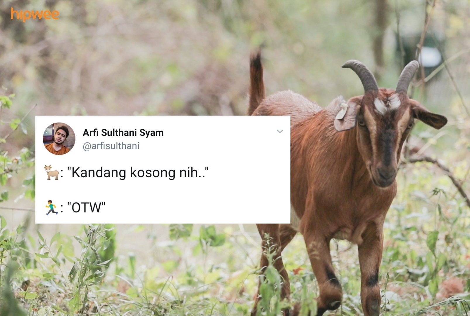 13+ Reaksi Kocak Warganet Soal Kambing yang Diperkosa Pria Atas Dasar Suka sama Suka. Ngaco! :D