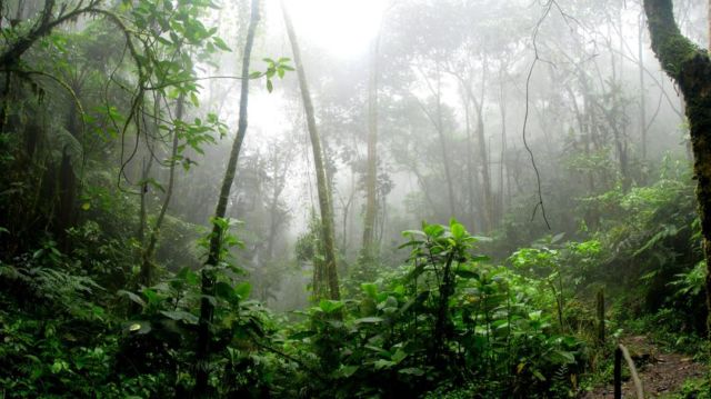 Pedalaman Hutan Tempat Tinggal Suku Togutil