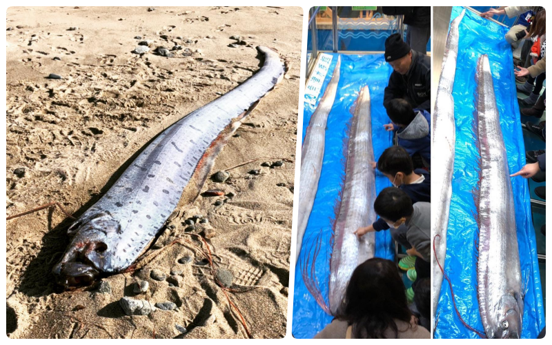 Ikan Raksasa dari Laut Dalam Tertangkap Nelayan, Banyak Orang Jepang Khawatir itu Pertanda Tsunami