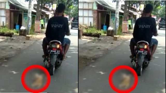 Kucing Diseret Pakai Motor Sita Perhatian Warganet. Nggak Paham Lagi, Kok Pelakunya Tega Banget?!