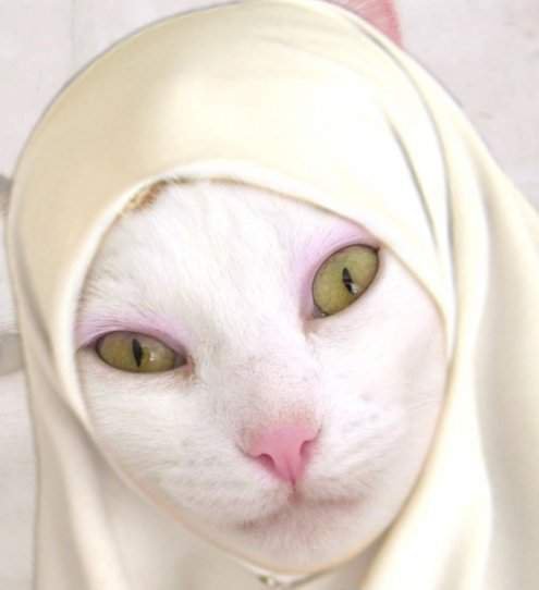 13 Kucing Berkerudung yang Nggak Kalah Imut Sama Hijabers Instagram. Duh, Anak Salihah Mau ke Mana sih?