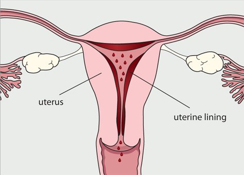 Mengenal Lebih Jauh Menstruasi Pada Binatang. Kenapa Mereka Nggak Perlu Pembalut Kayak Kita, Ya?