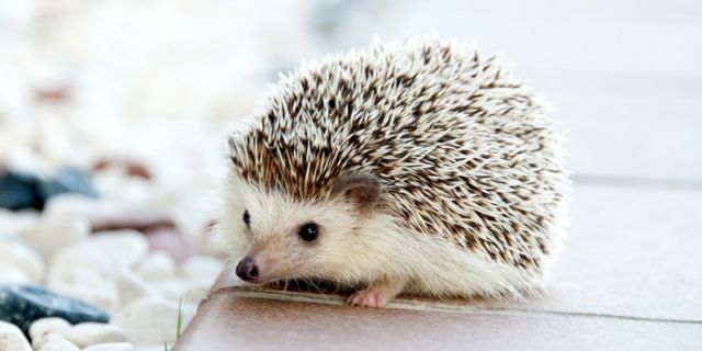 Hedgehog (landak mini)