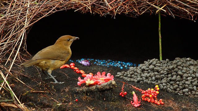 Burung Pintar