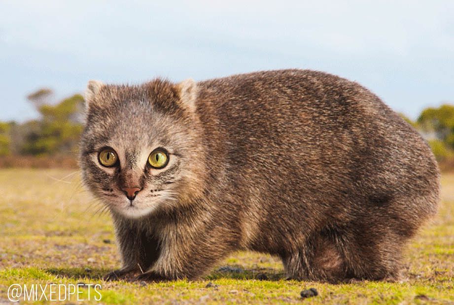 13 Bukti Kalau Wajah Kucing Tetap Nggemesin, meski Tubuhnya Diedit Jadi Hewan Lain. Terlalu Cute!