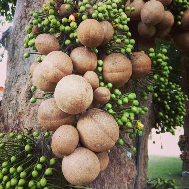 Bukan Sawo lo, ini 8 Manfaat Buah Kepel yang Tumbuhnya di Batang Pohon dan Makin Langka