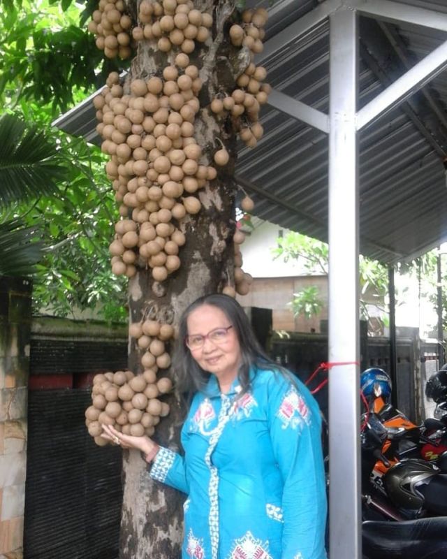 Bukan Sawo lo, ini 8 Manfaat Buah Kepel yang Tumbuhnya di Batang Pohon dan Makin Langka