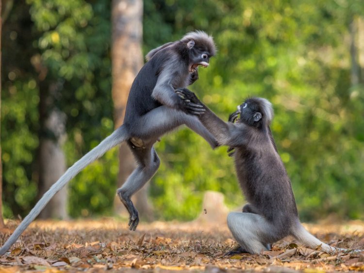 Nggak Kalah Lawak, 10 Binatang ini Juga Bisa Berpose Kocak Layaknya Manusia. Gemes Banget!