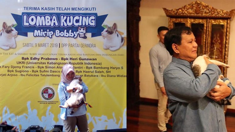 Relawan Kubu 02 Adakan Lomba Mirip Bobby, Kucing Kesayangan Prabowo. Selucu Apa sih Bobby Ini?