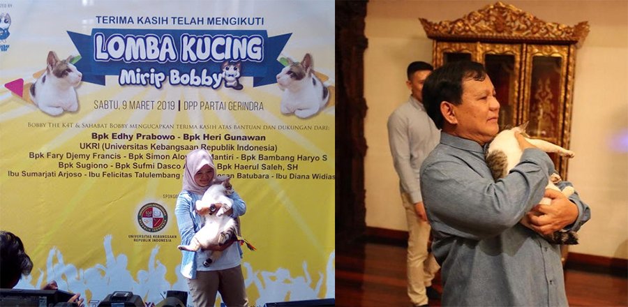 Relawan Kubu 02 Adakan Lomba Mirip Bobby, Kucing Kesayangan Prabowo. Selucu Apa sih Bobby Ini?