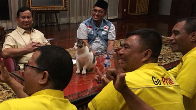 Relawan Kubu 02 Adakan Lomba Mirip Bobby, Kucing Kesayangan Prabowo. Selucu Apa sih Bobby Ini?