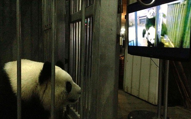 Video Anjing Laut Coba Perkosa Penguin Ini Sungguh Mengerikan. Tapi Ternyata Sering Terjadi Lo