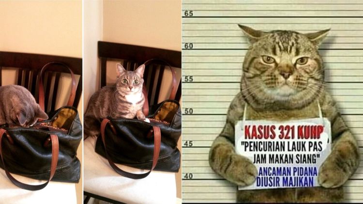 15 Momen Kocak Saat Kucing Terciduk Sedang Mencuri. Nggak Bisa Marah Saking Lucunya, kan?