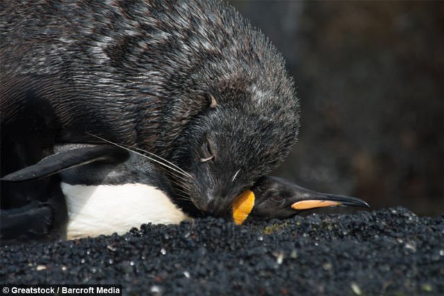 Video Anjing Laut Coba Perkosa Penguin Ini Sungguh Mengerikan. Tapi Ternyata Sering Terjadi Lo