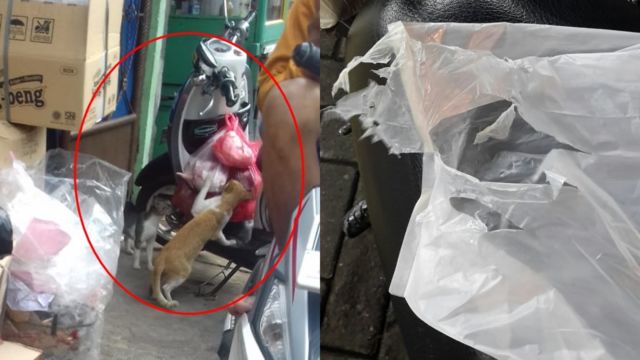 15 Momen Kocak Saat Kucing Terciduk Sedang Mencuri. Nggak Bisa Marah Saking Lucunya, kan?