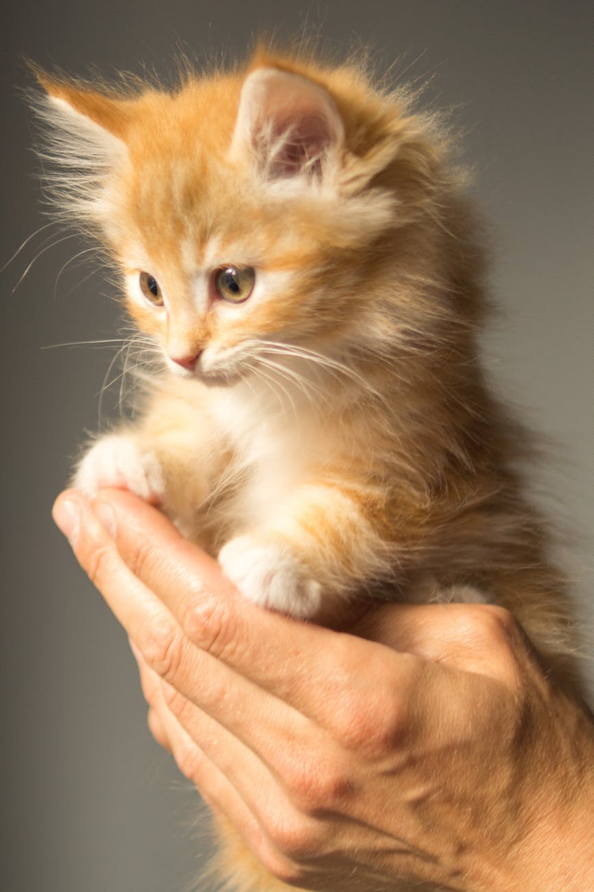 Kalau Kucing Disteril Nanti Punah! Benarkah?